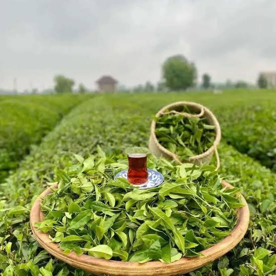 چای شمال لاهیجان با طعم عطر ماندگار و دلنشین